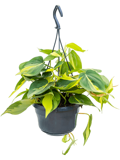 Philodendron scandens Brasil