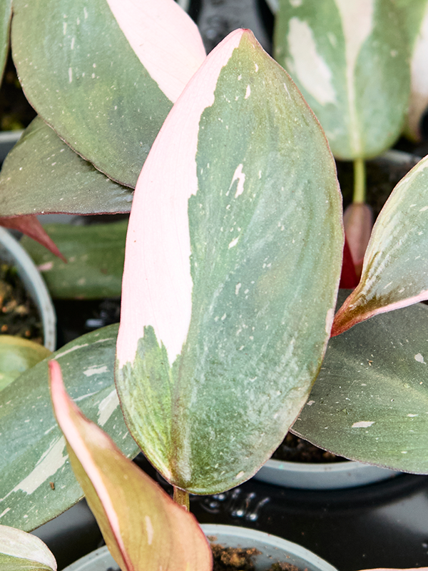 Philodendron Pink Princess