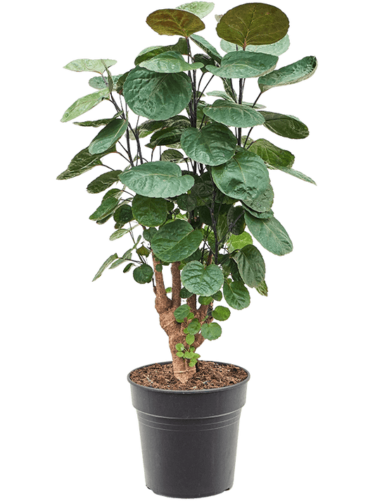 Aralia Fabian