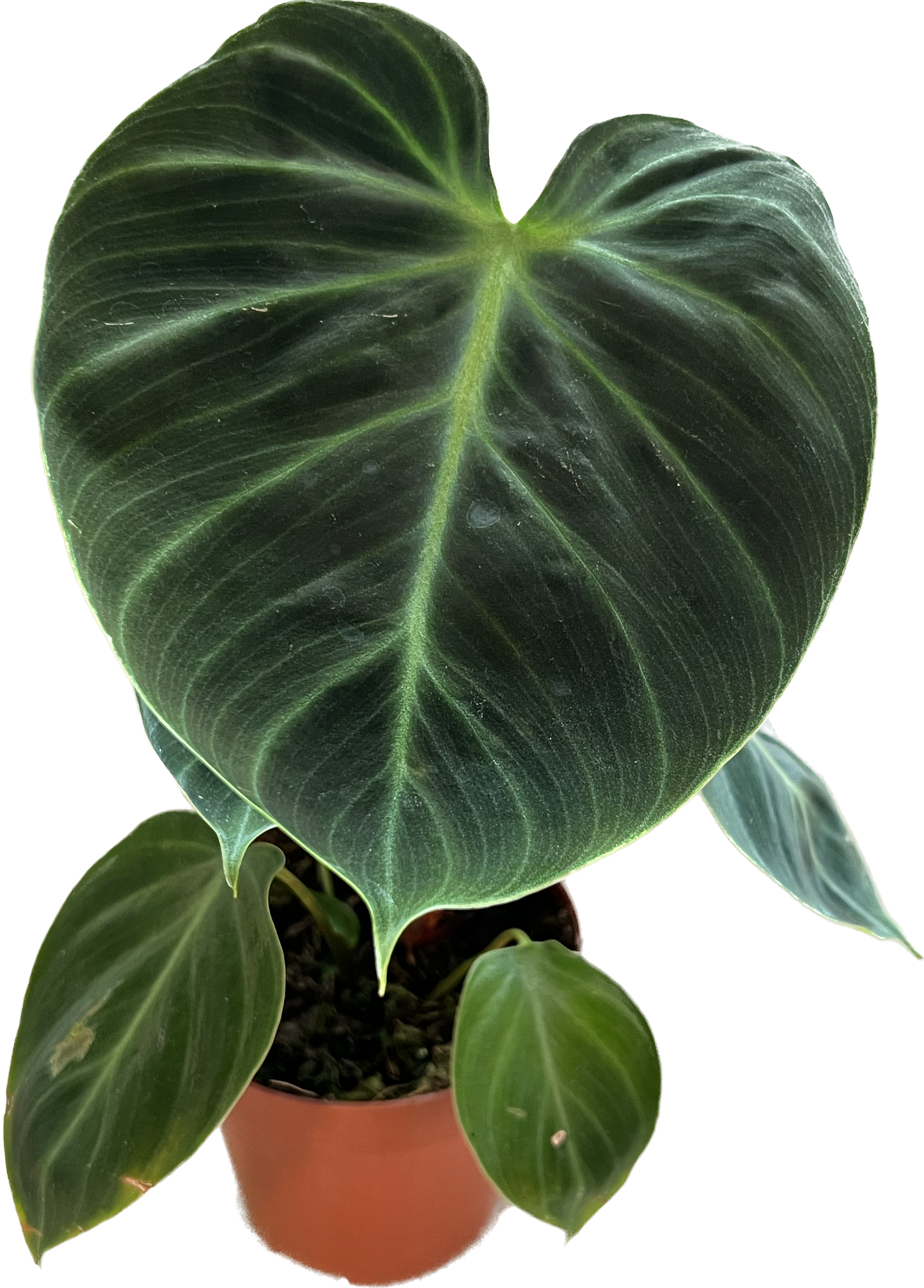 Philodendron Choco Red