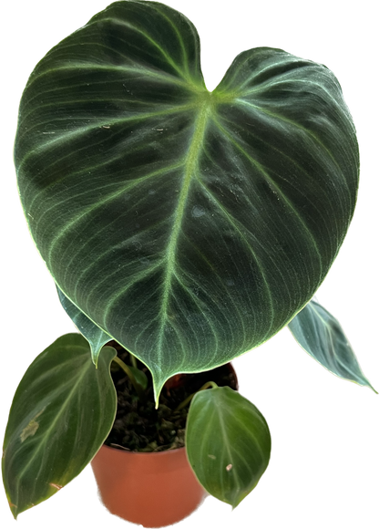 Philodendron Choco Red