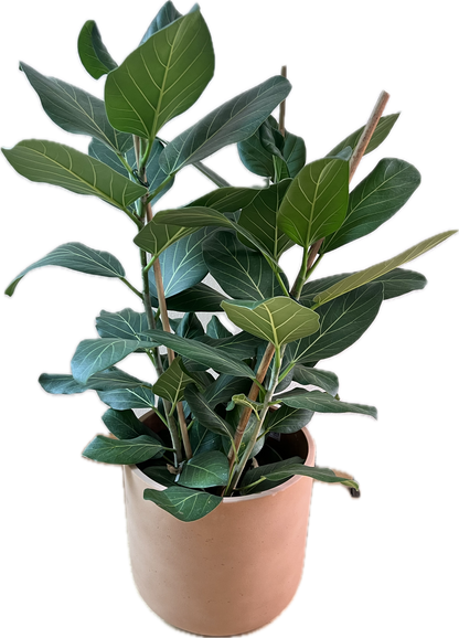 Ficus benghalensis