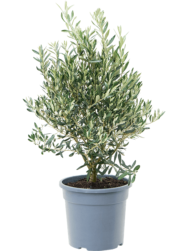 Olea Europaea - Olivenbaum
