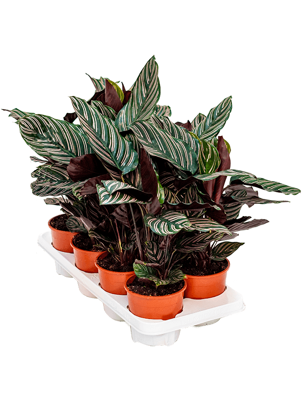 Calathea ornata