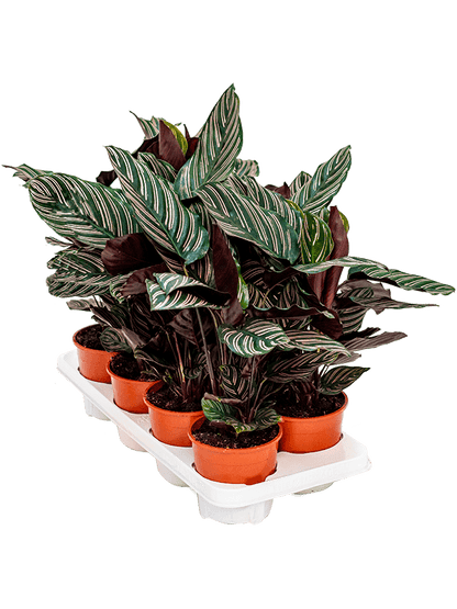 Calathea ornata