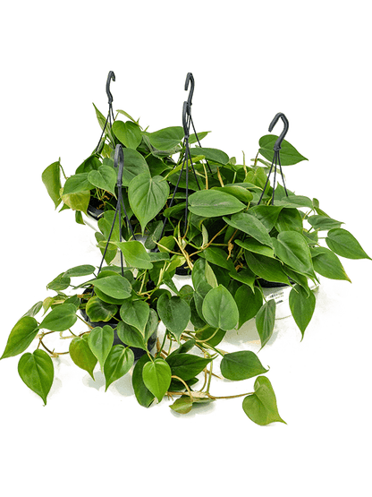 Philodendron scandens