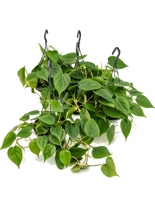 Philodendron scandens