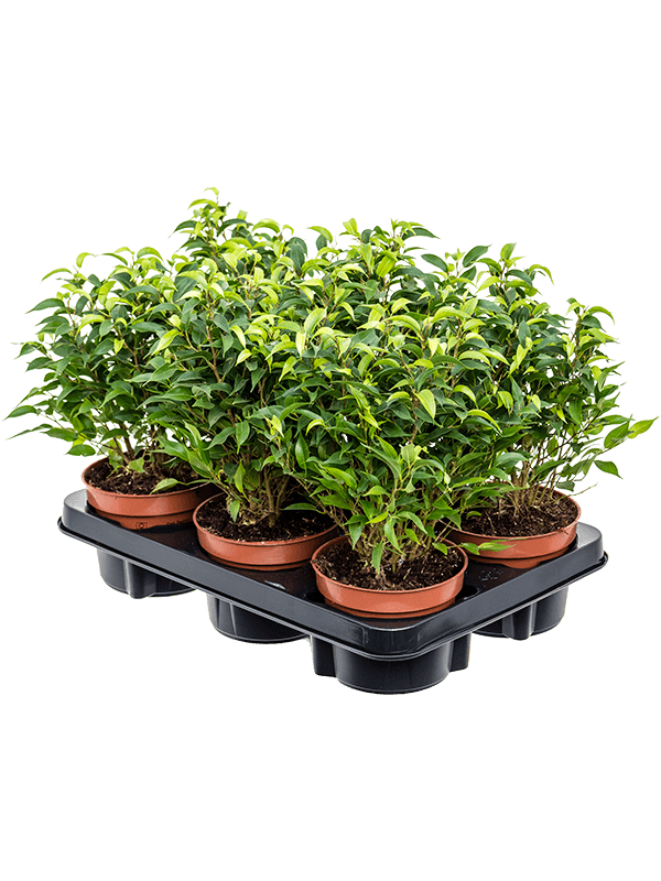 Ficus benjamina