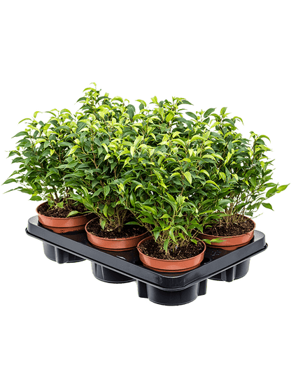 Ficus benjamina