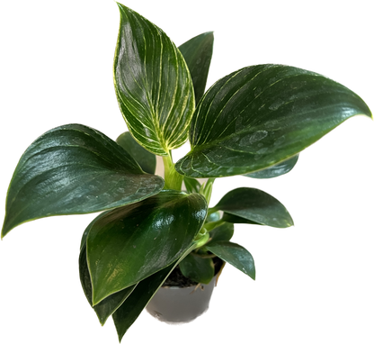 Philodendron White Measure