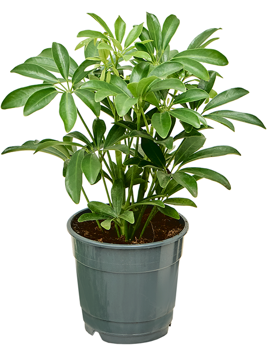 Schefflera