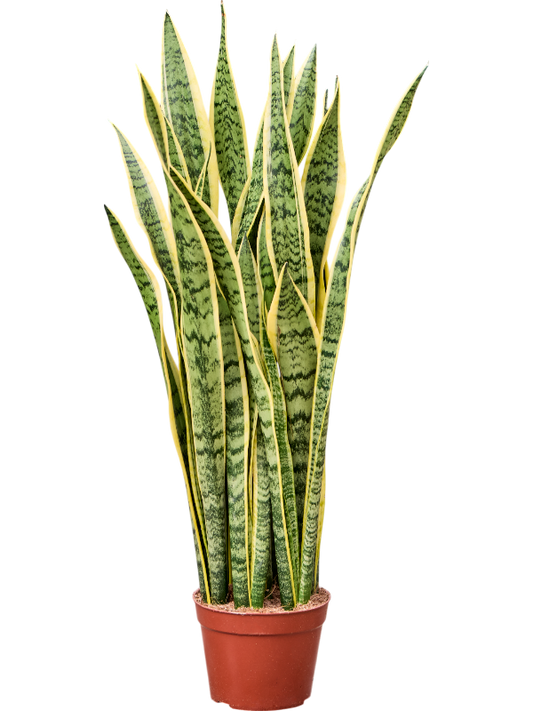 Sansevieria trifasciata