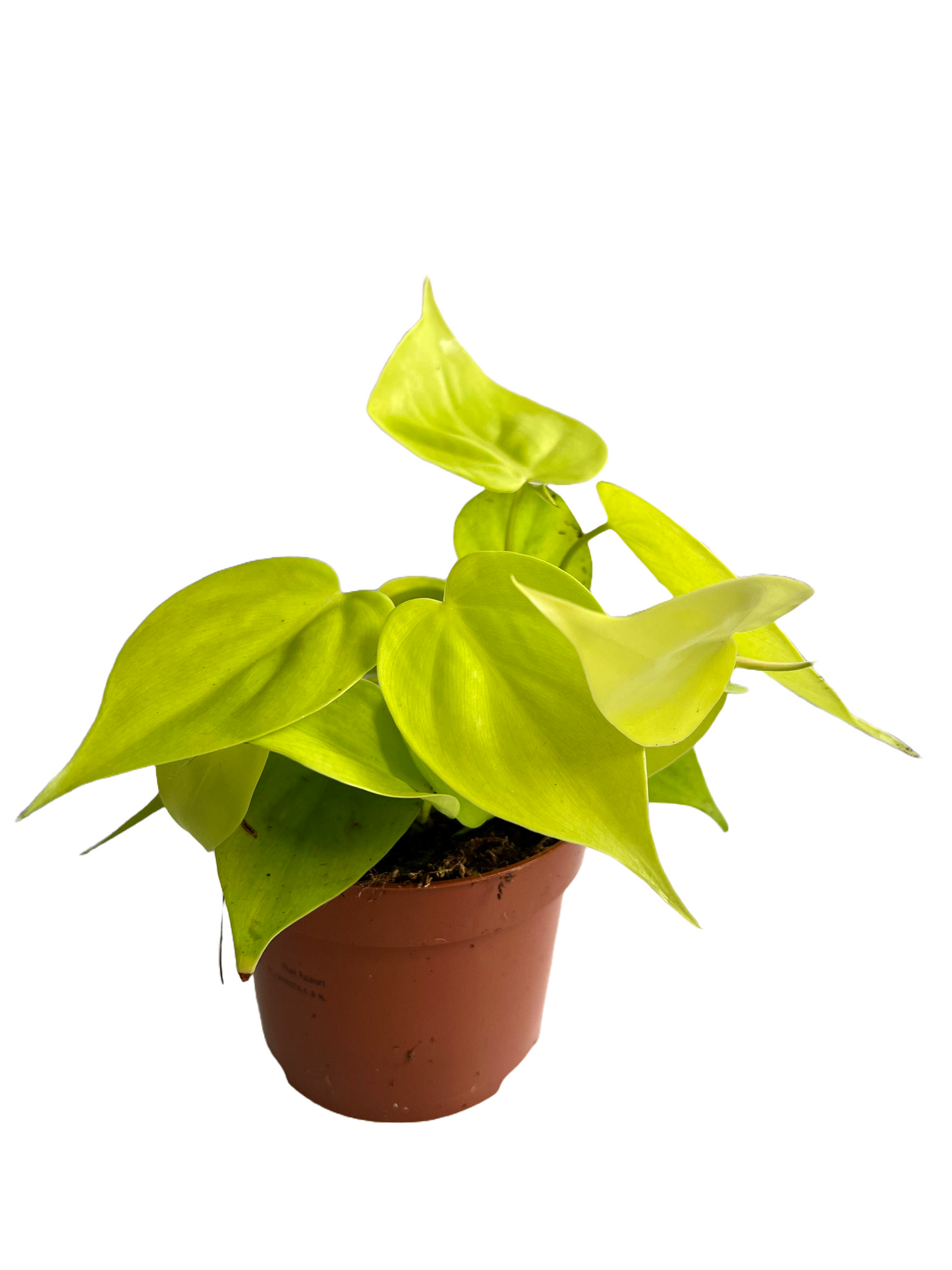 Philodendron micans lime