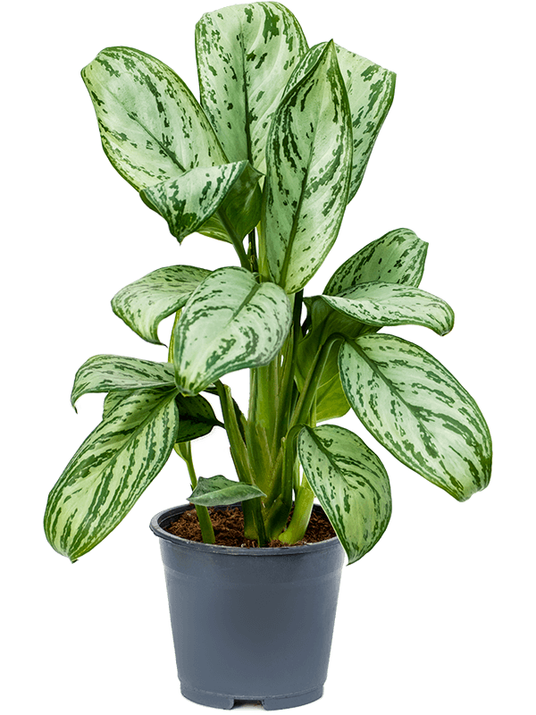 Aglaonema Maria Christina