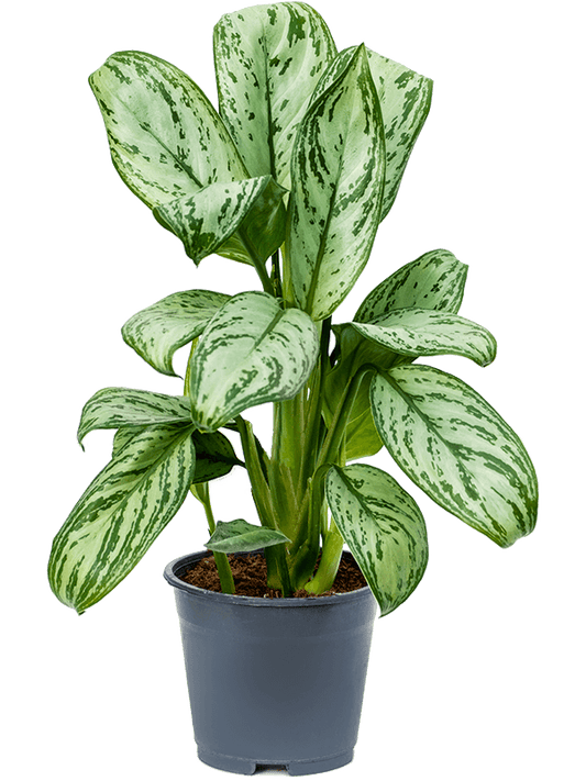 Aglaonema Maria Christina