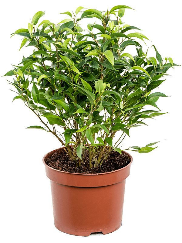 Ficus benjamina