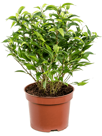 Ficus benjamina