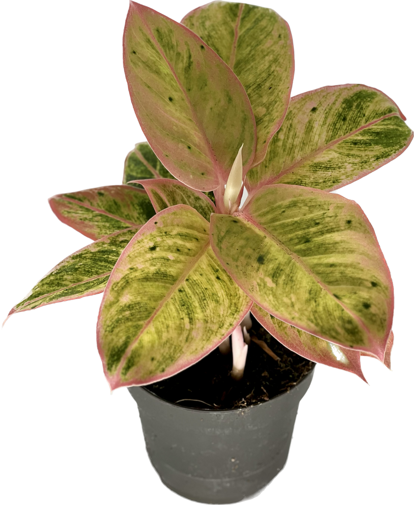 Aglaonema Salmon Fantasy