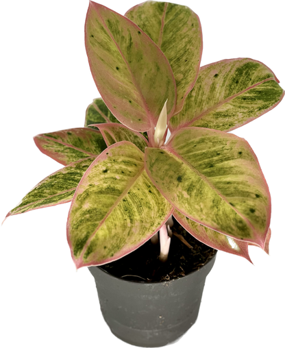 Aglaonema Salmon Fantasy