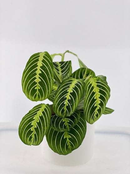 Maranta lemon lime