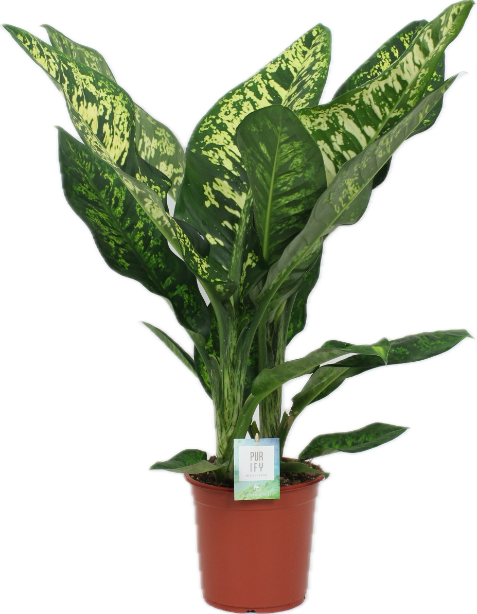 Dieffenbachia seguine