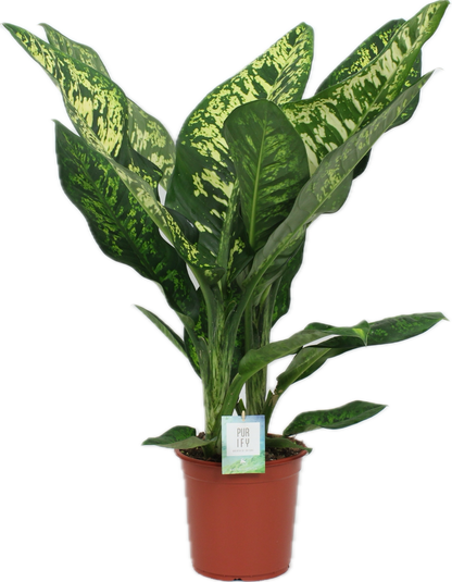 Dieffenbachia seguine