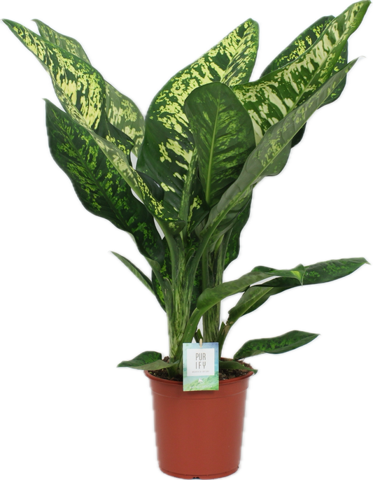 Dieffenbachia seguine