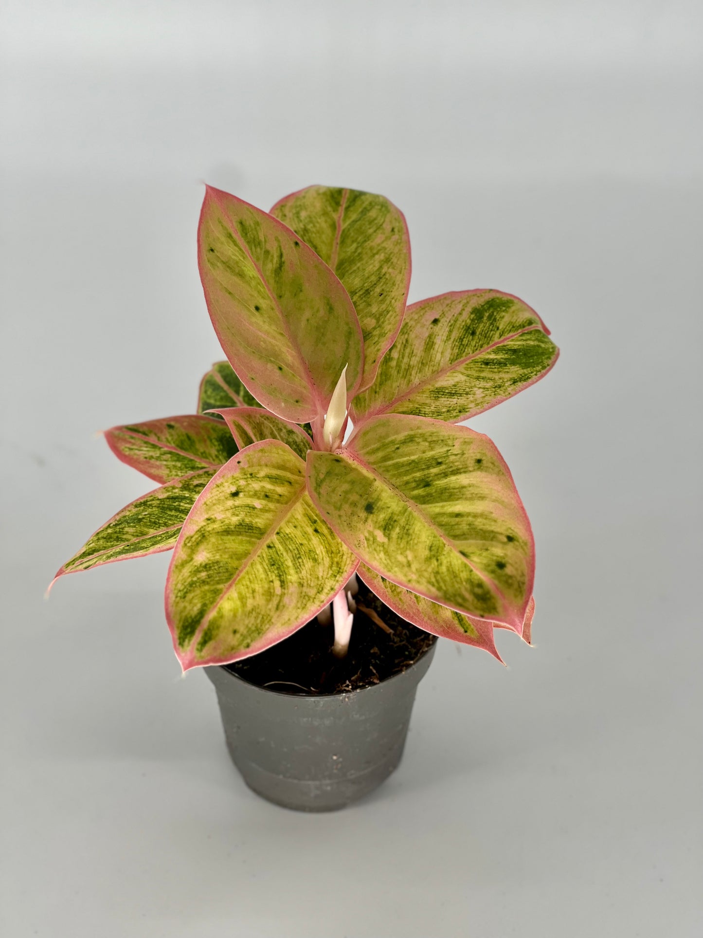 Aglaonema Salmon Fantasy