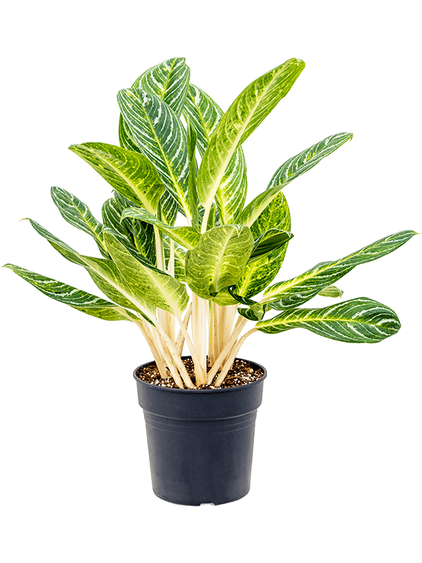 Aglaonema Key Lime