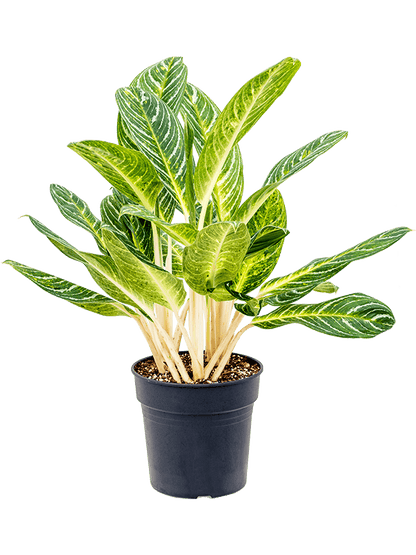 Aglaonema Key Lime