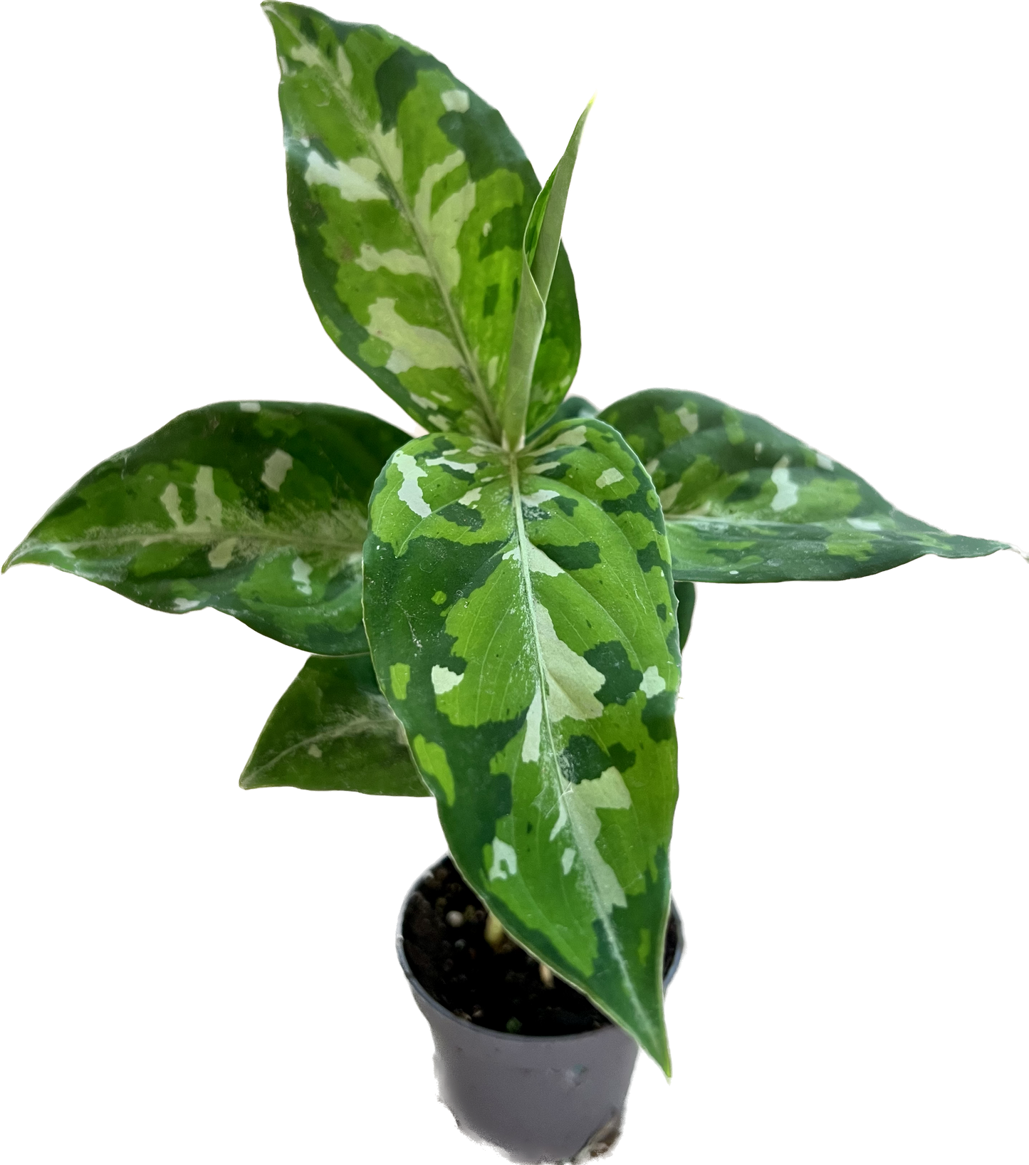 Aglaonema Pictus Tricolor