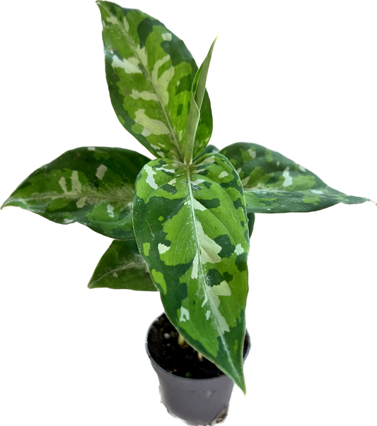 Aglaonema Pictus Tricolor