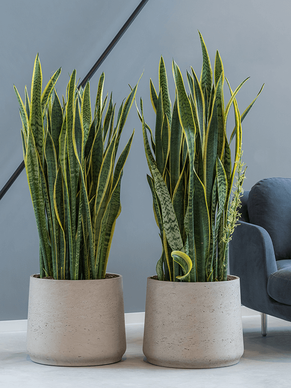 Sansevieria Futura