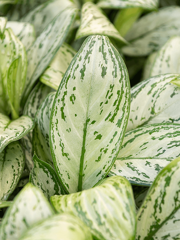 Aglaonema Maria Christina