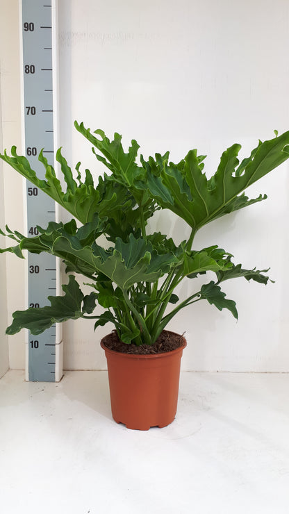 Philodendron Selloum