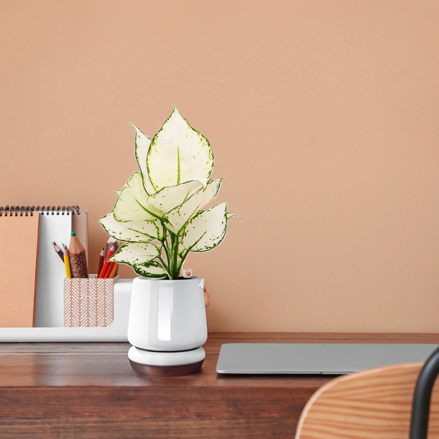 Aglaonema White