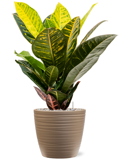 Croton 'Petra'- Wunderstrauch