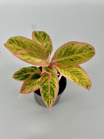 Aglaonema Salmon Fantasy