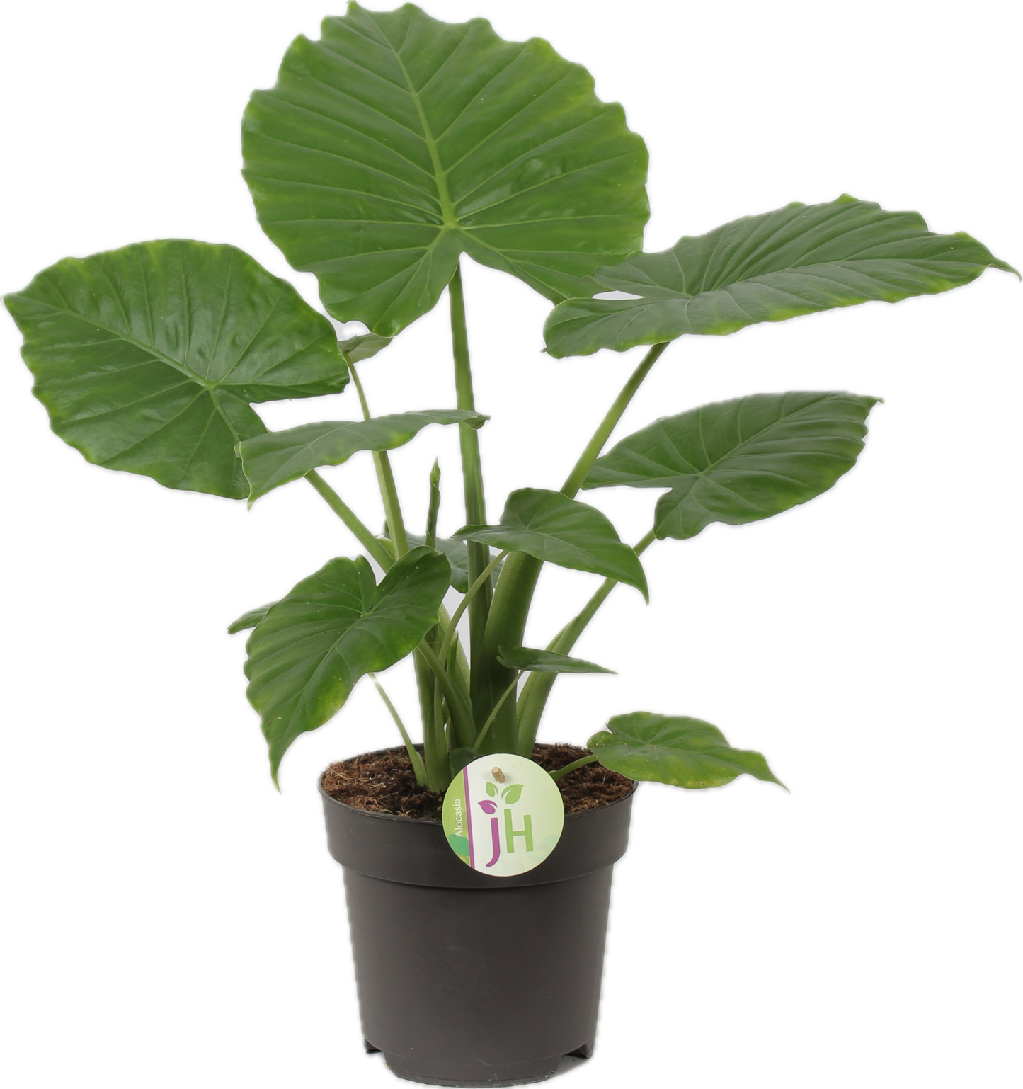 Alocasia gageana