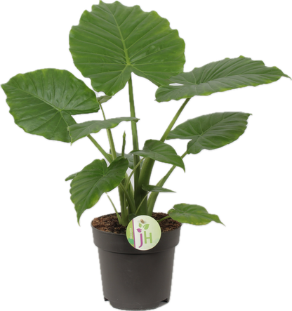 Alocasia gageana