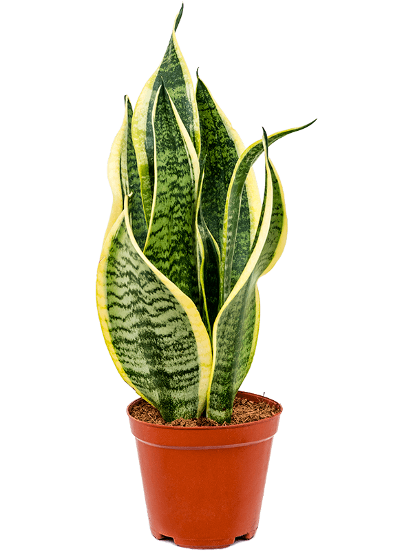 Sansevieria Futura