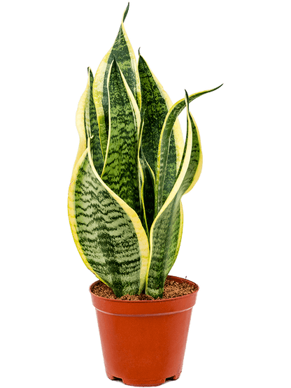 Sansevieria Futura