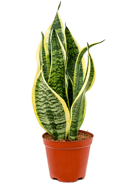 Sansevieria Futura