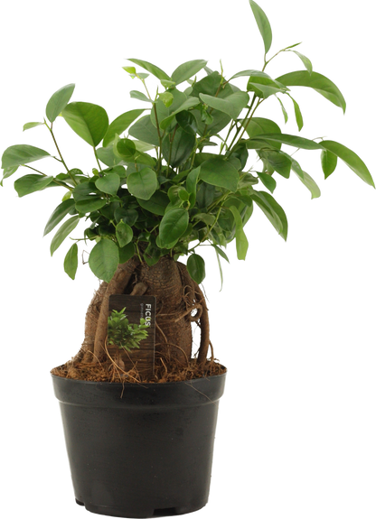 Ficus Ginseng