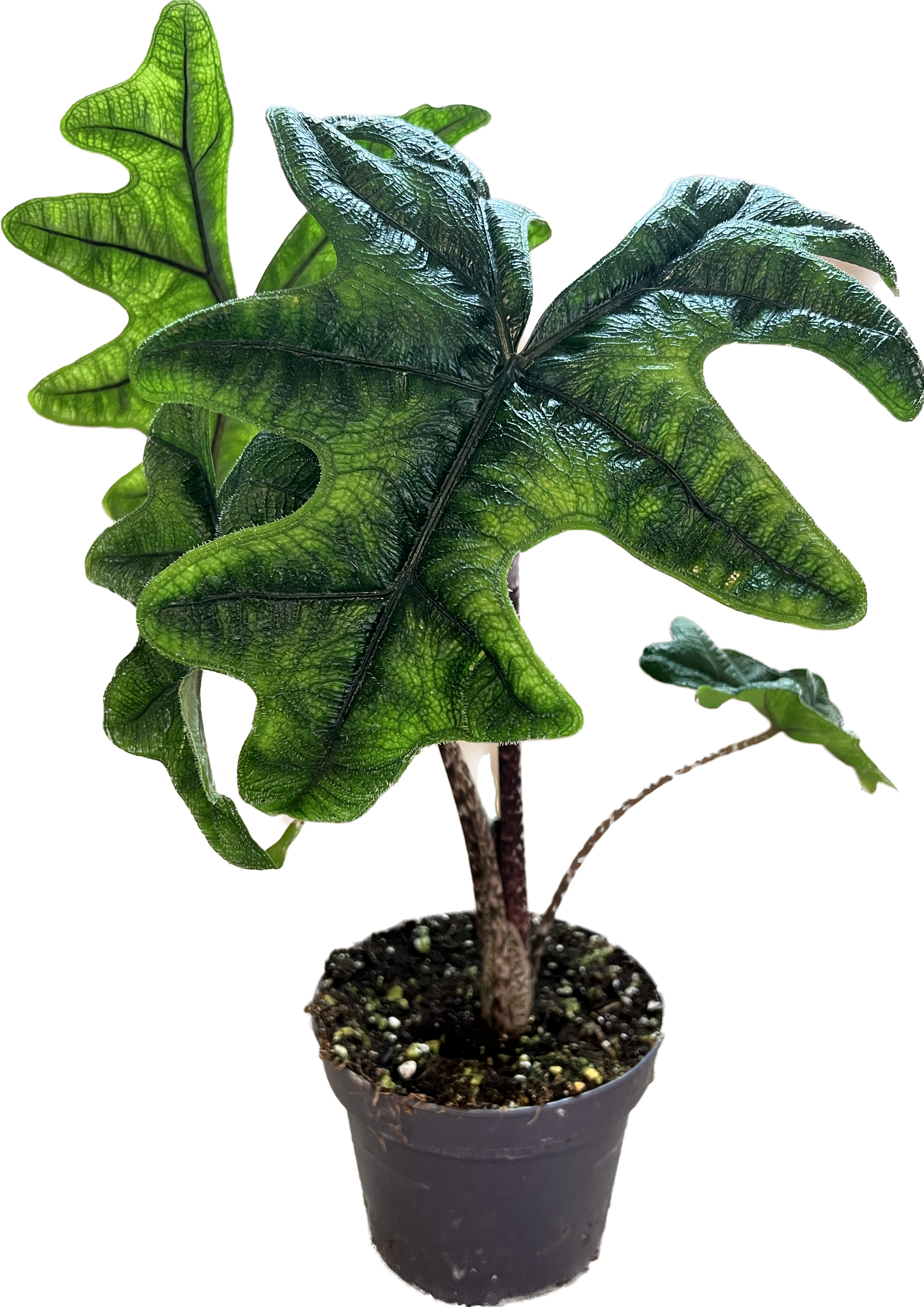 Alocasia Jacklyn