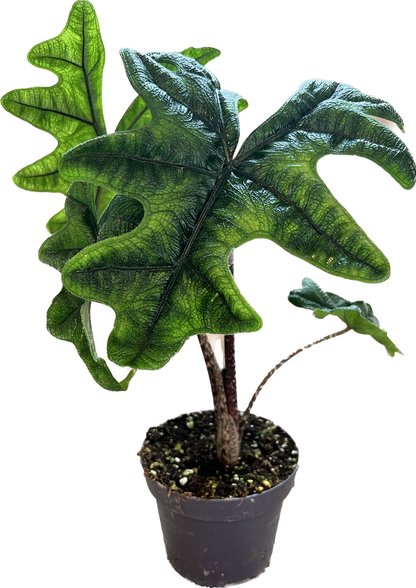 Alocasia Jacklyn