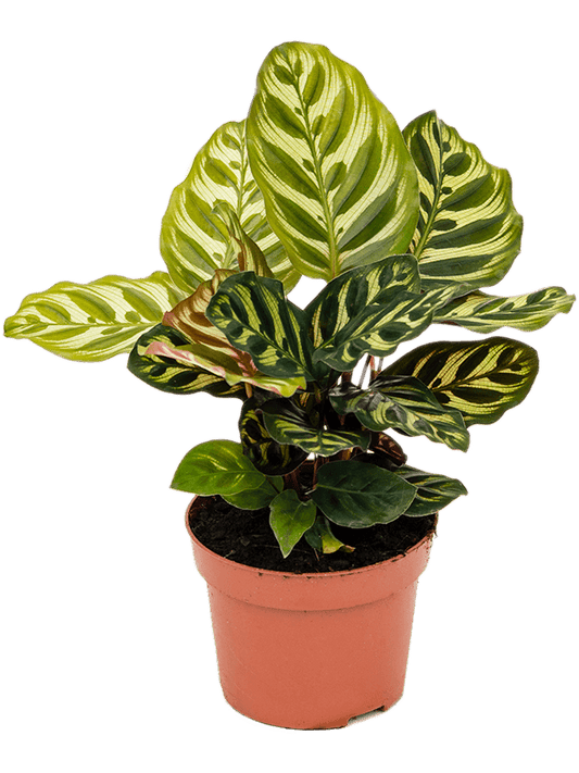 Calathea Makoyana (Korbmarante)