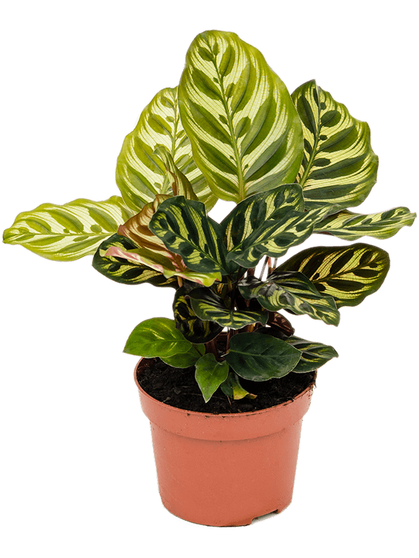 Calathea Makoyana