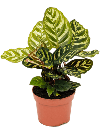 Calathea Makoyana