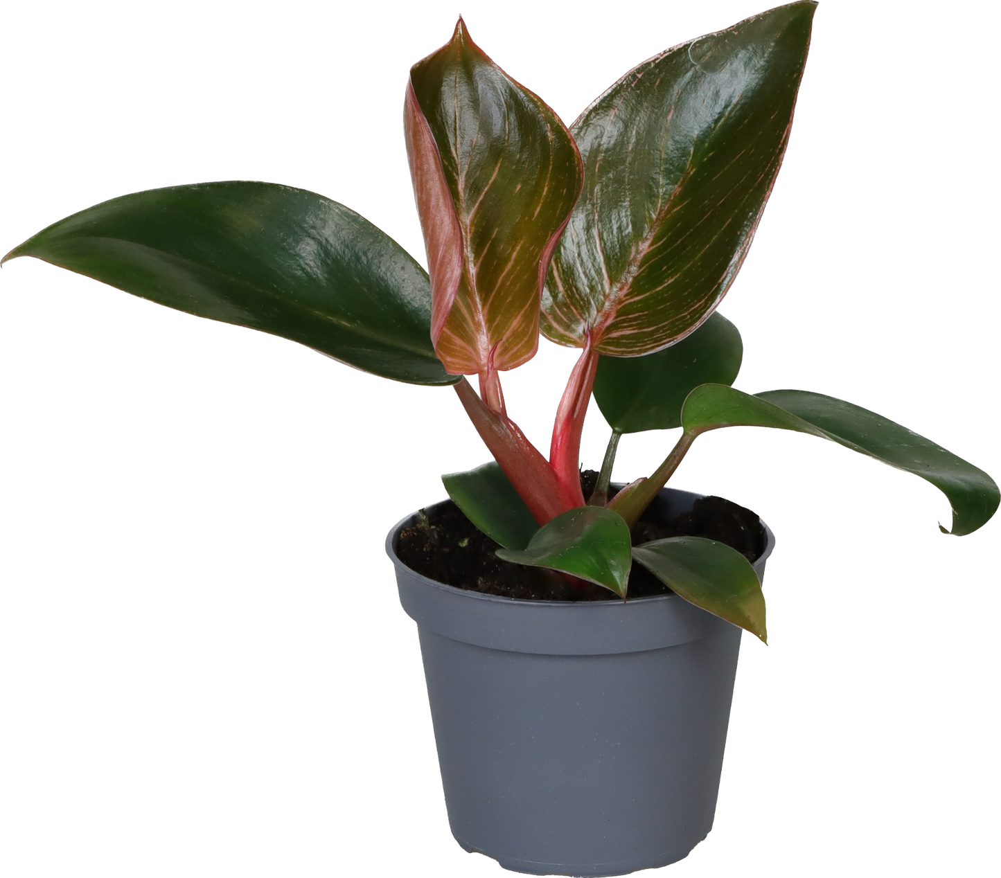 Philodendron Pink Bikini